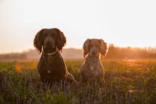 Dog Full HD Wallpaper and Background | 2048x1367 | ID:895017