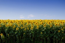 Sunflower Plants HD Wallpaper | Background Image | 3000x2000 | ID:949974 - Wallpaper Abyss  Sunflower Plants HD Wallpaper... 