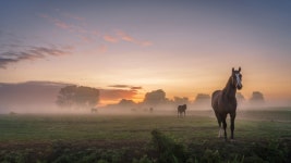 ID:950044 - Wallpaper Abyss  Horse 4k Ultra HD Wallpaper | Background Image | 3840x2160 | ID:950044