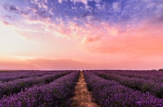 Lavender HD Wallpaper | Background Image | 3059x2000 | ID:991173 - Wallpaper Abyss  Lavender HD Wallpaper | Background Image... 