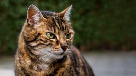 Cat HD Wallpaper | Background Image | 2047x1152 | ID:1074909 - Wallpaper Abyss  Cat HD Wallpaper | Background Image | 2047x1152... 