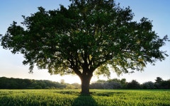 Tree Wallpaper and Background Image | 1680x1050 | ID:303832