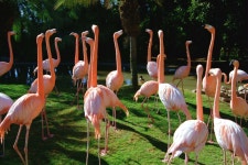 ID:326009 - Wallpaper Abyss  Flamingo HD Wallpaper | Background Image | 3072x2048 | ID:326009