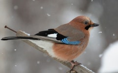 Bird Wallpaper and Background Image | 1680x1050 | ID:346916