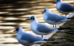 Seagull Wallpaper and Background Image | 1680x1050 | ID:350024... Seagull Wallpaper and Background Image | 1680x1050 | ID:350024