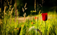 Flower HD Wallpaper | Background Image | 2560x1600 | ID:370052... Flower HD Wallpaper | Background Image | 2560x1600 | ID:370052
