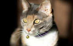 Cat HD Wallpaper | Background Image | 1920x1200 | ID:381528 - Wallpaper Abyss  Cat HD Wallpaper | Background Image | 1920x1200... 