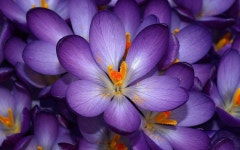 Crocus Wallpaper and Background Image | 1680x1050 | ID:390239 - Wallpaper Abyss  Crocus Wallpaper and Background Image... 