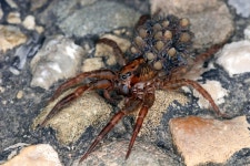 ID:400072 - Wallpaper Abyss  Wolf Spider HD Wallpaper | Background Image | 3504x2336 | ID:400072