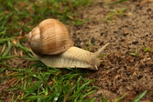 Snail HD Wallpaper | Background Image | 2500x1674 | ID:436221... Abyss  Snail HD Wallpaper | Background Image | 2500x1674 | ID... 
