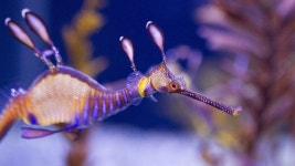 Leafy Seadragon 4k Ultra HD Wallpaper | Background Image | 3840x2160 | ID:458498 - Wallpaper Abyss  Leafy Seadragon 4k Ultra HD... 