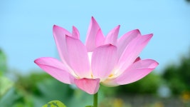 ID:550043 - Wallpaper Abyss  Lotus 4k Ultra HD Wallpaper | Background Image | 3840x2160 | ID:550043
