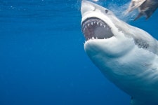 Shark HD Wallpaper | Background Image | 3456x2304 | ID:585777... Abyss  Shark HD Wallpaper | Background Image | 3456x2304 | ID... 