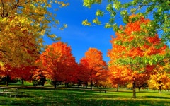 ID:700459 - Wallpaper Abyss  Autumn Trees in the Park HD Wallpaper | Background Image | 1920x1200 | ID:700459