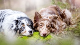 Dog Full HD Wallpaper and Background | 2000x1132 | ID:705514