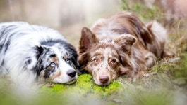 Dog Full HD Wallpaper and Background | 2000x1132 | ID:705514