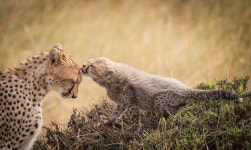 cheetah with baby HD Wallpaper | Background Image | 2500x1493 | ID:714690 - Wallpaper Abyss  cheetah with baby HD Wallpaper... 