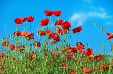 Poppy 4k Ultra HD Wallpaper | Background Image | 4896x3215 | ID:725167 - Wallpaper Abyss  Poppy 4k Ultra HD Wallpaper... 
