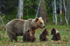 Bear 4k Ultra HD Wallpaper | Background Image | 4140x2752 | ID... Abyss  Bear 4k Ultra HD Wallpaper | Background Image... 
