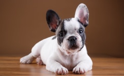 French Bulldog 4k Ultra HD Wallpaper | Background Image | 4000x2462 | ID:762318 - Wallpaper Abyss  French Bulldog 4k Ultra HD... 