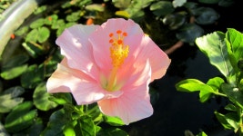 ID:780007 - Wallpaper Abyss  Pink Hibiscus HD Wallpaper | Background Image | 1920x1080 | ID:780007