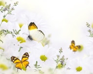 ID:780036 - Wallpaper Abyss  Butterfly 4k Ultra HD Wallpaper | Background Image | 4000x3154 | ID:780036