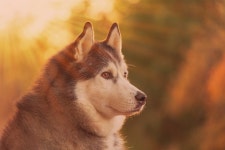 Husky HD Wallpaper | Background Image | 2048x1365 | ID:780061... Husky HD Wallpaper | Background Image | 2048x1365 | ID:780061