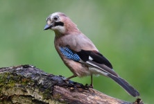 Eurasian jay 电脑壁纸，桌面背景 | 2048x1380 | ID:804178