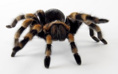 ID:828018 - Wallpaper Abyss  Tarantula HD Wallpaper | Background Image | 2560x1600 | ID:828018