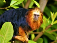 ID:849009 - Wallpaper Abyss  Golden-Headed Lion Tamarin HD Wallpaper | Background Image | 3552x2663 | ID:849009