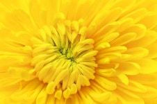Close-up of Yellow Chrysanthemum HD Wallpaper | Background Image | 2048x1357 | ID:861030 - Wallpaper Abyss  Close-up of Yellow... 
