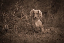 Dog Full HD Wallpaper and Background | 2048x1367 | ID:895021