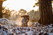 ID:897004 - Wallpaper Abyss  German Shorthaired Pointer HD Wallpaper | Background Image | 2048x1365 | ID:897004