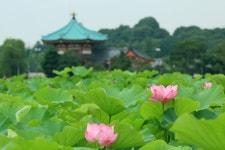 Pink Lotus Flowers HD Wallpaper | Background Image | 2048x1365 | ID:929697 - Wallpaper Abyss  Pink Lotus Flowers HD Wallpaper... 