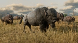 ID:950038 - Wallpaper Abyss  American Bison 4k Ultra HD Wallpaper | Background Image | 3840x2160 | ID:950038