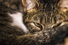 ID:950054 - Wallpaper Abyss  Cat 5k Retina Ultra HD Wallpaper | Background Image | 6000x4000 | ID:950054