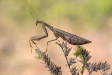ID:950056 - Wallpaper Abyss  Praying Mantis HD Wallpaper | Background Image | 2048x1367 | ID:950056