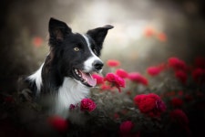 Dog HD Wallpaper | Background Image | 2048x1365 | ID:988604 - Wallpaper Abyss  Dog HD Wallpaper | Background Image | 2048x1365... 