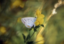 Butterfly HD Wallpaper | Background Image | 2560x1761 | ID:1067708 - Wallpaper Abyss  Butterfly HD Wallpaper | Background Image... 