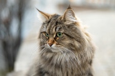 Cat 4k Ultra HD Wallpaper | Background Image | 4143x2762 | ID... Abyss  Cat 4k Ultra HD Wallpaper | Background Image | 4143x2762... 