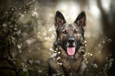 German Shepherd HD Wallpaper | Background Image | 2000x1333 | ID:1071301 - Wallpaper Abyss  German Shepherd HD Wallpaper... 