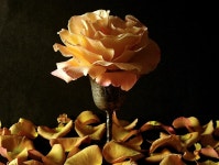Rose Wallpaper and Background Image | 1600x1208 | ID:370038... Abyss  Rose Wallpaper and Background Image | 1600x1208 | ID:370038
