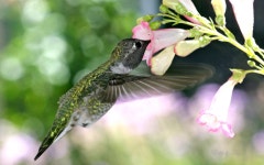 Hummingbird HD Wallpaper | Background Image | 1920x1200 | ID:399335 - Wallpaper Abyss  Hummingbird HD Wallpaper | Background... 