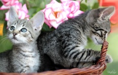 Cat HD Wallpaper | Background Image | 2048x1311 | ID:400001... Abyss  Cat HD Wallpaper | Background Image | 2048x1311 | ID:400001