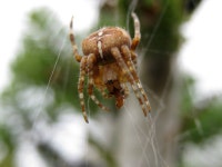 Spider Computer Wallpapers, Desktop Backgrounds | 6080x4560 | ID:400058