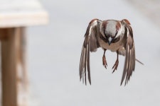 Sparrow Computer Wallpapers, Desktop Backgrounds | 2048x1366 | ID:412002