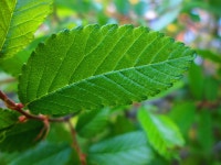 Spring Leafs Computer Wallpapers, Desktop Backgrounds | 4608x3456 | ID:500066