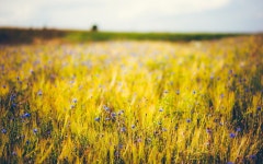 Field HD Wallpaper | Background Image | 1920x1200 | ID:594361 - Wallpaper Abyss  Field HD Wallpaper | Background Image... 