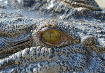 Crocodile with three flies on him 电脑壁纸，桌面背景 | 1920x1333 | ID:699291