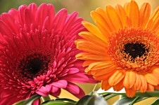 Gerberas Full HD Wallpaper and Background | 2048x1360 | ID:700065